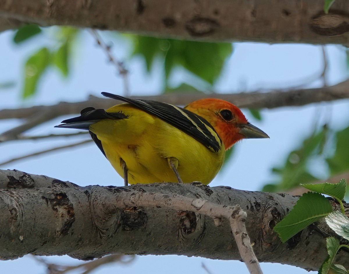 Western Tanager - ML618778430