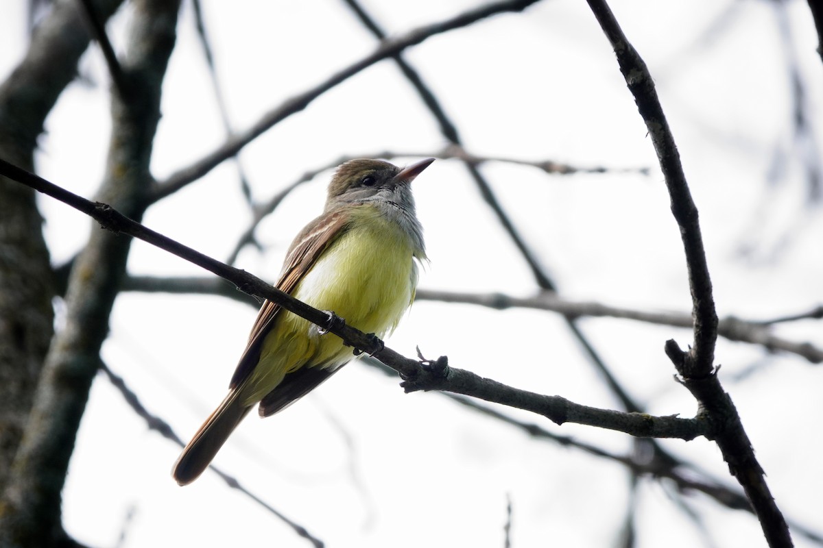 Great Crested Flycatcher - ML618778453