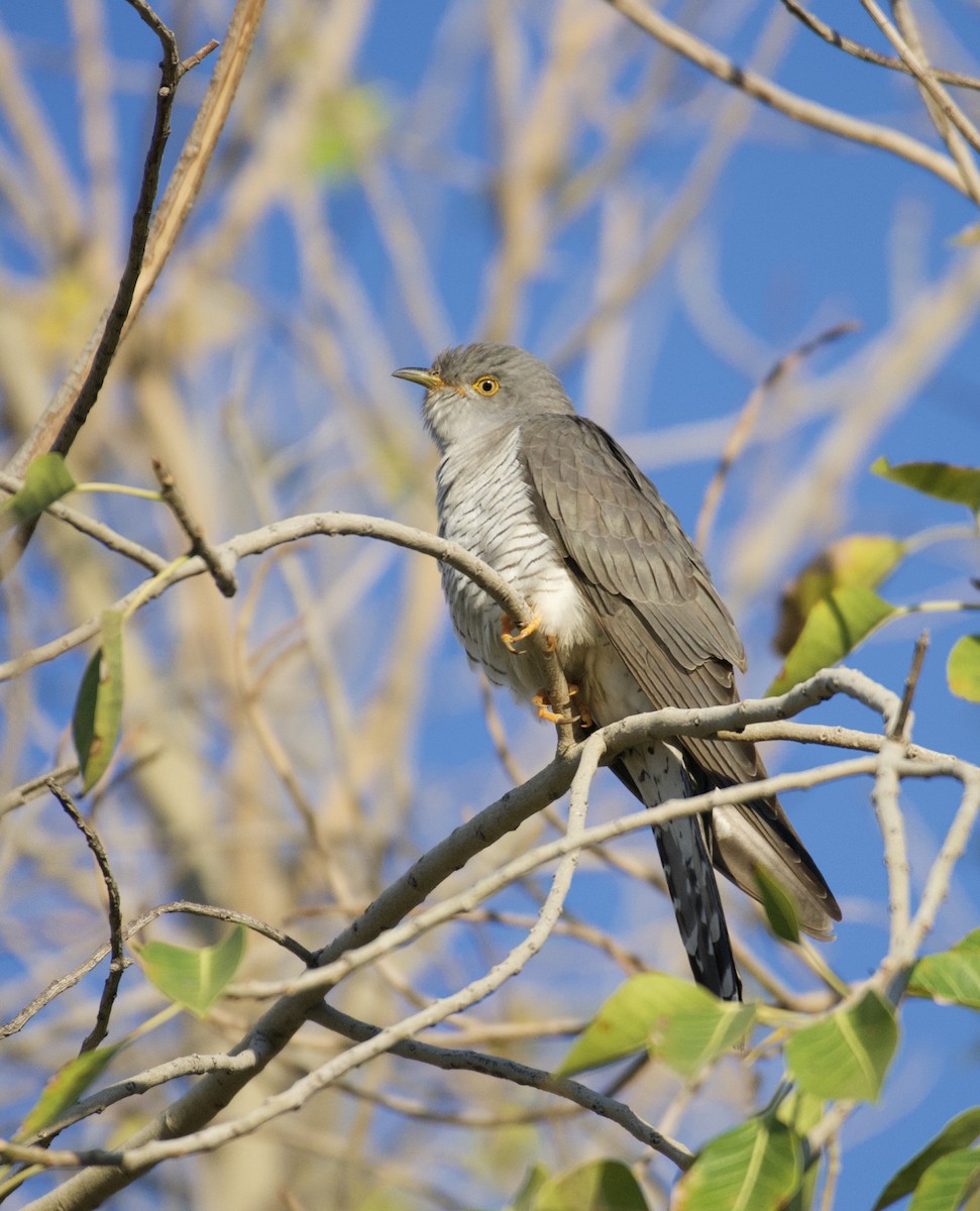 Common Cuckoo - ML618778478