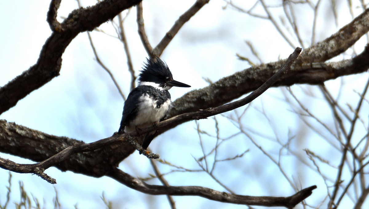 Belted Kingfisher - Dominic Thibeault
