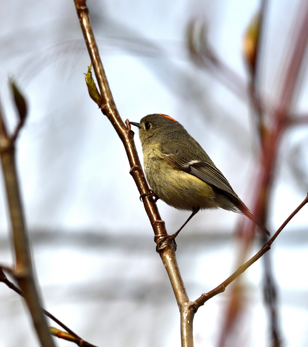 Ruby-crowned Kinglet - Dominic Thibeault