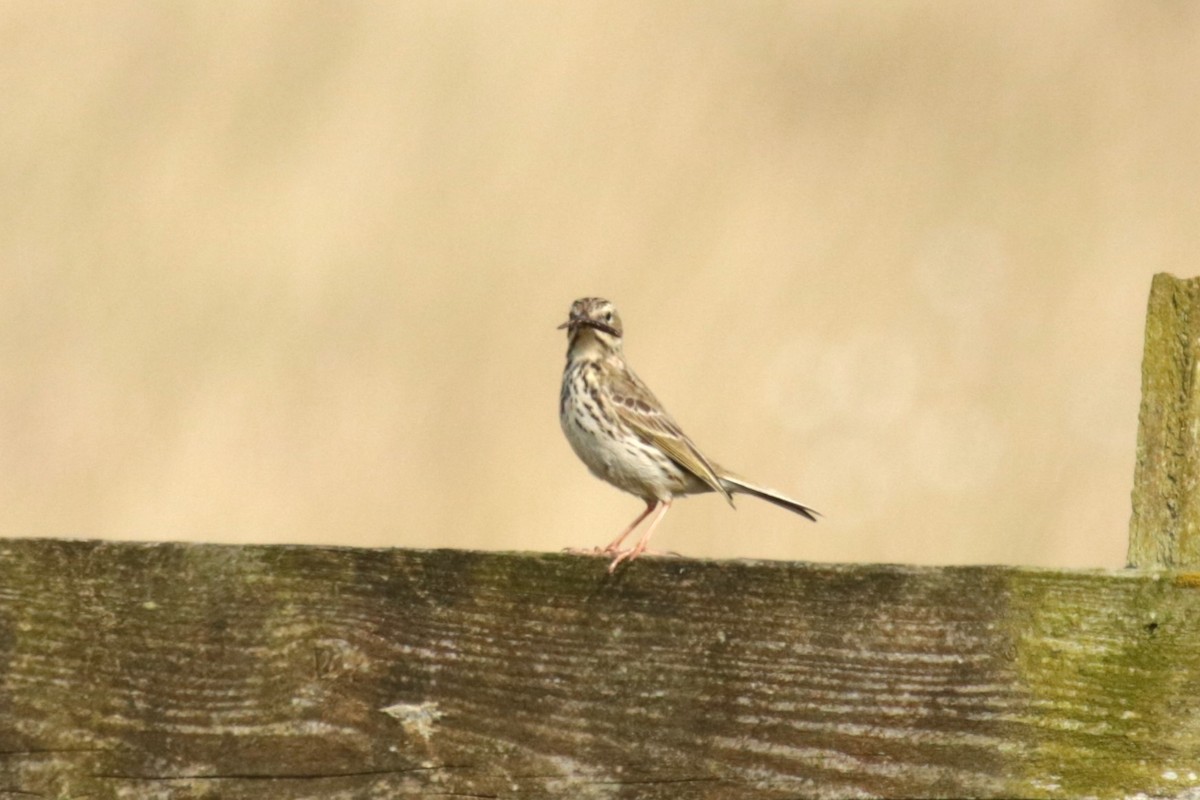 Meadow Pipit - ML618778537