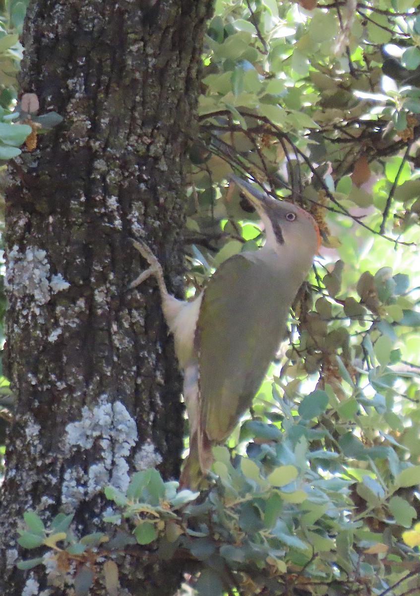 Iberian Green Woodpecker - ML618778543