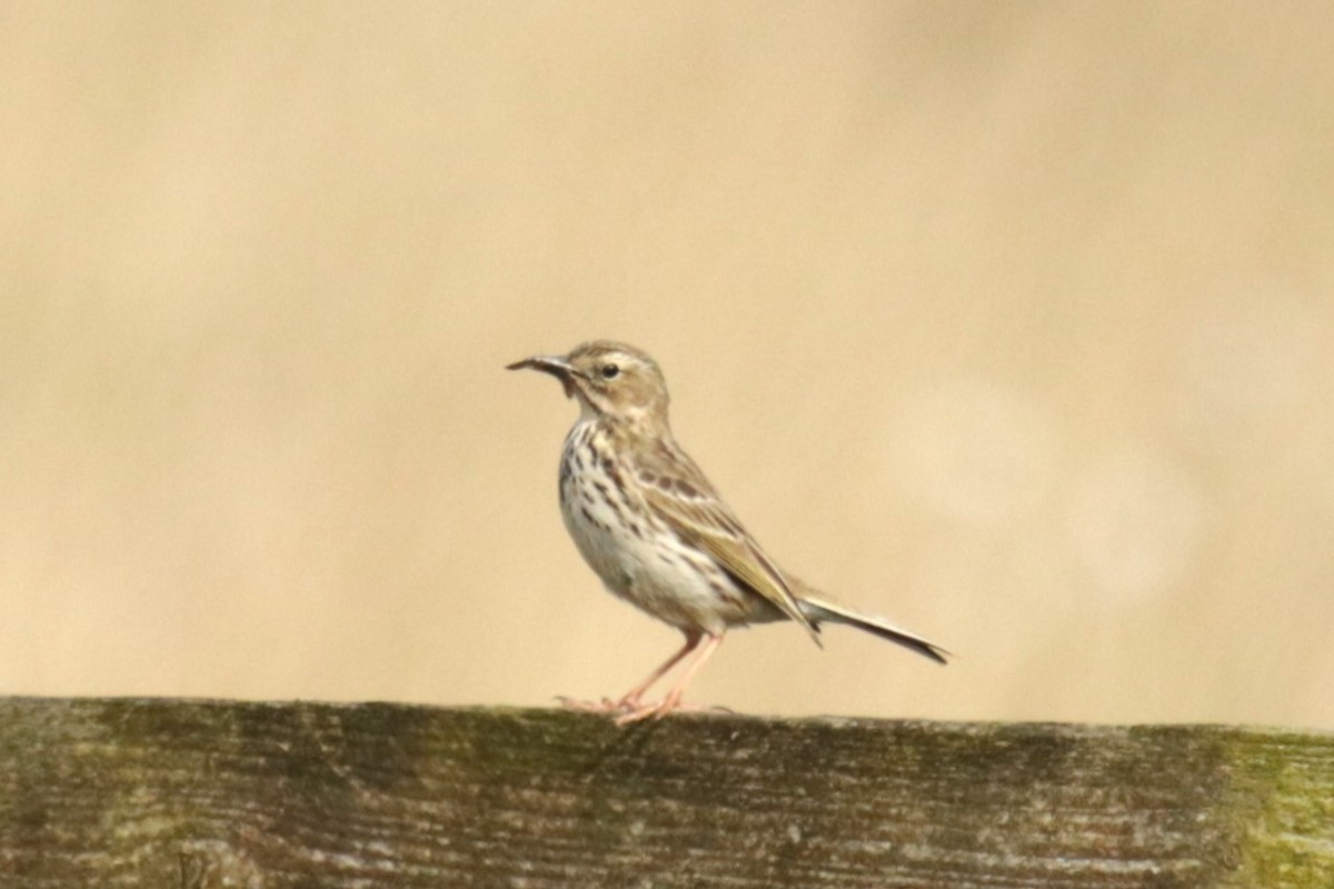 Meadow Pipit - ML618778567