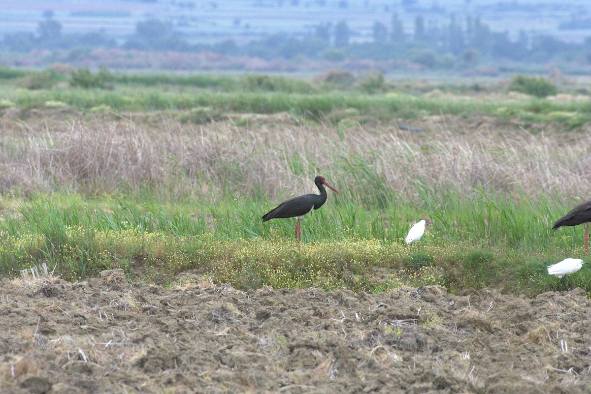 Black Stork - Umut Özten