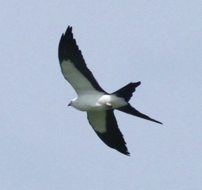 Swallow-tailed Kite - ML618778589