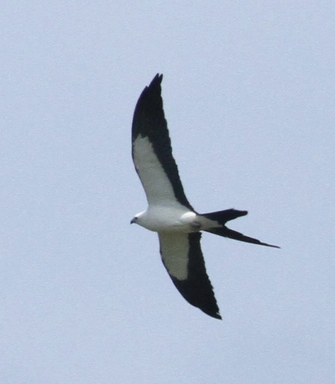 Swallow-tailed Kite - ML618778590