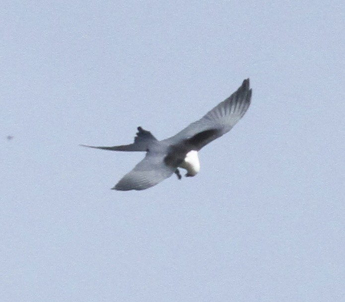 Swallow-tailed Kite - ML618778591