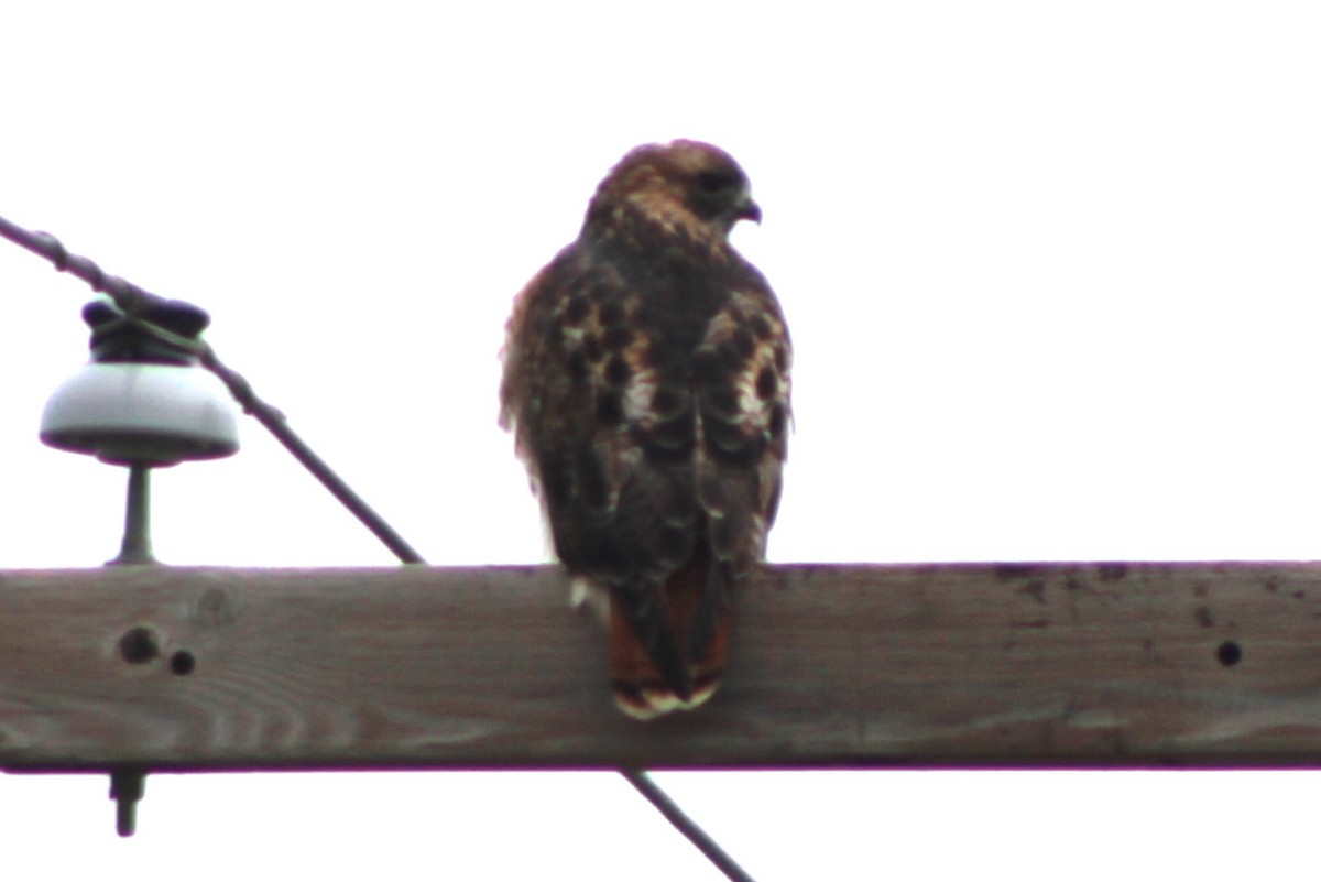 Red-tailed Hawk (calurus/alascensis) - ML618778595