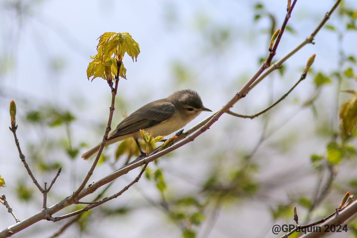 Warbling Vireo - Guy Paquin