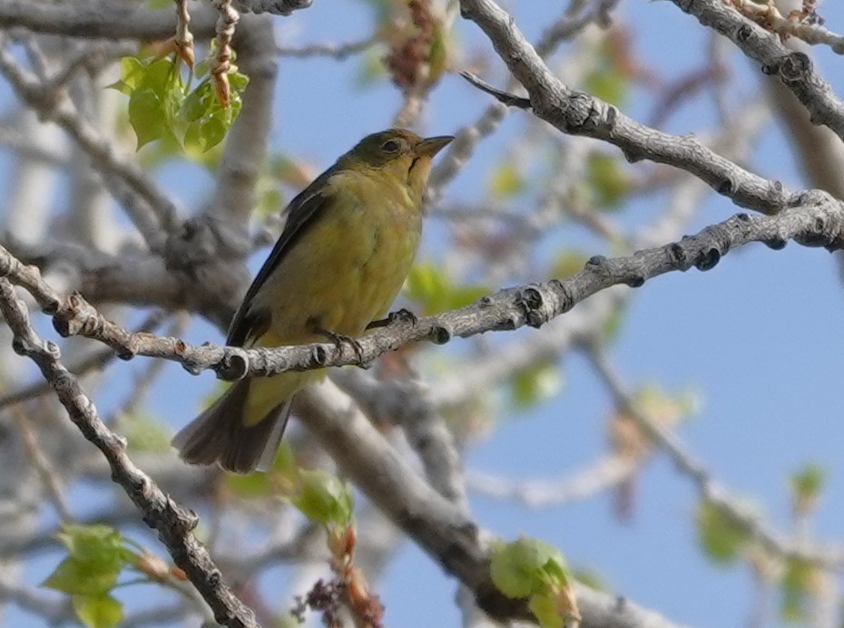 Western Tanager - ML618778612