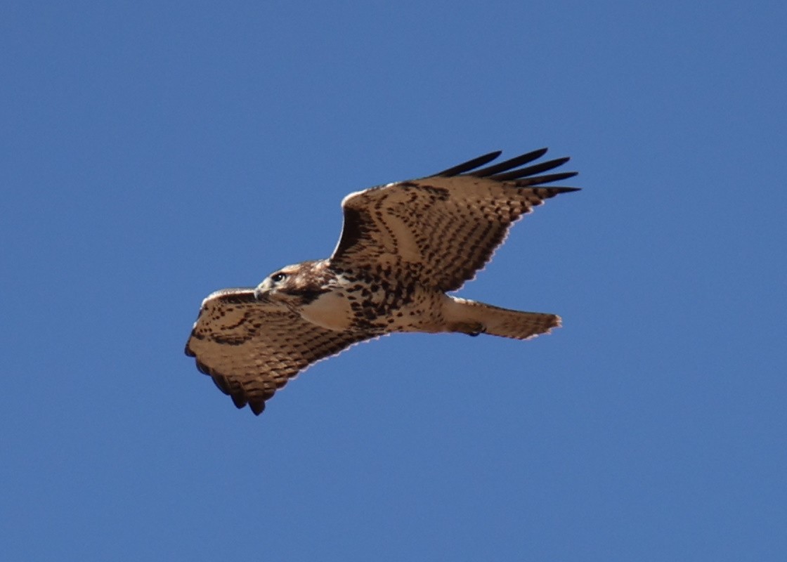 Red-tailed Hawk - ML618778613