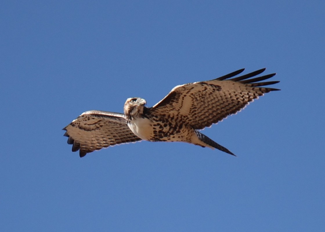 Red-tailed Hawk - ML618778617