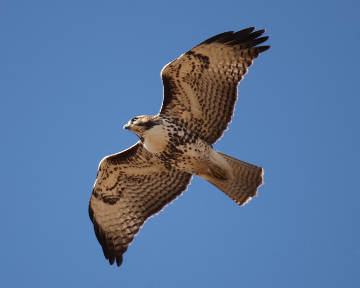 Red-tailed Hawk - ML618778618