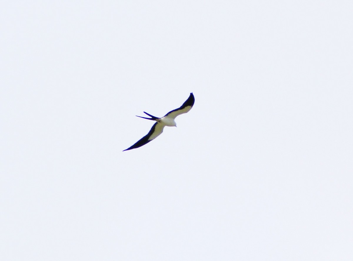 Swallow-tailed Kite - Vicki Bachner