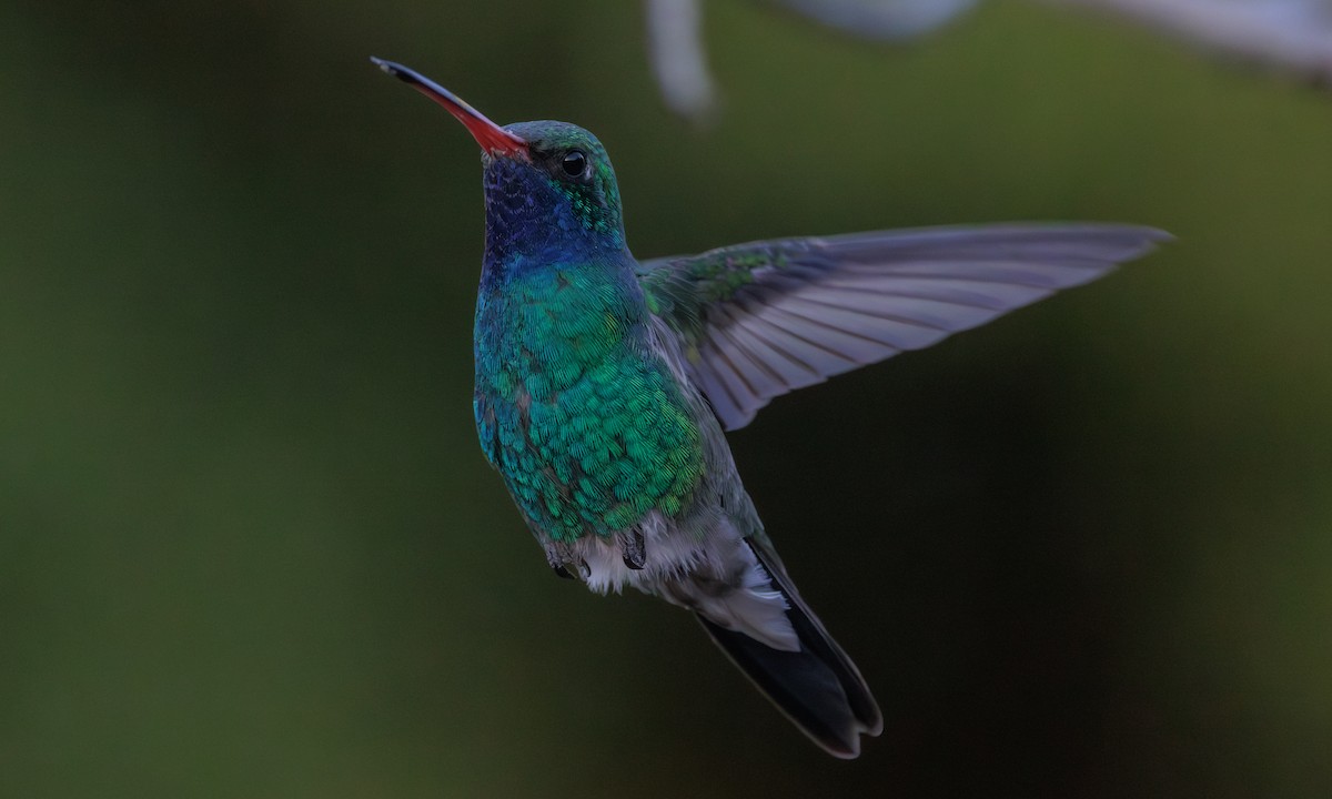 Broad-billed Hummingbird - ML618778623