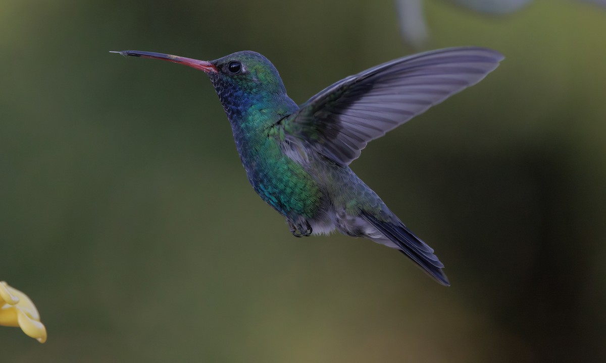 Broad-billed Hummingbird - Steve Kelling
