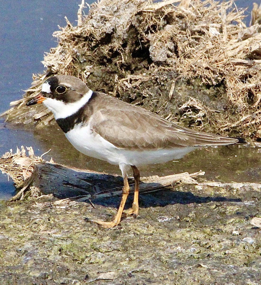 Semipalmated Plover - ML618778648