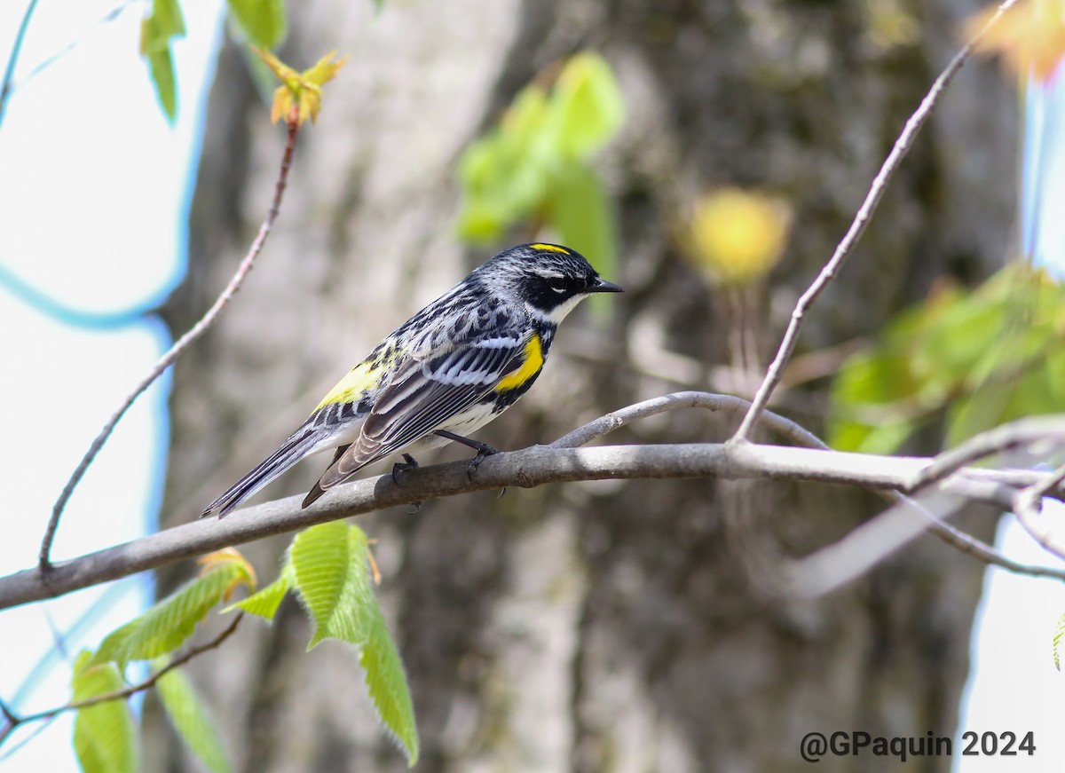 Yellow-rumped Warbler - Guy Paquin