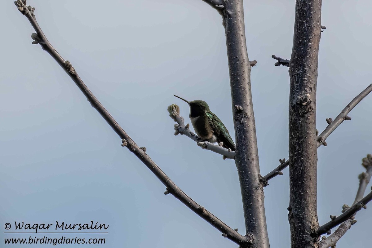 Ruby-throated Hummingbird - Waqar Mursalin