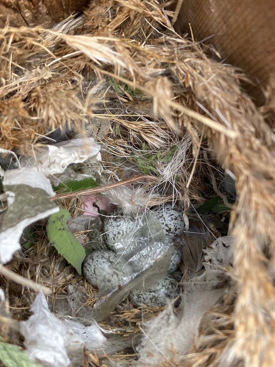 House Sparrow - oliver stevens