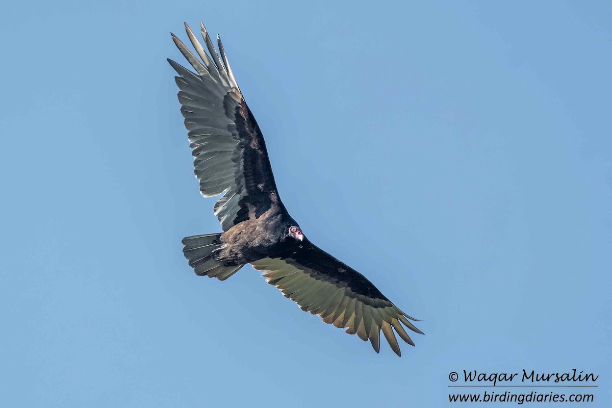 Turkey Vulture - Waqar Mursalin