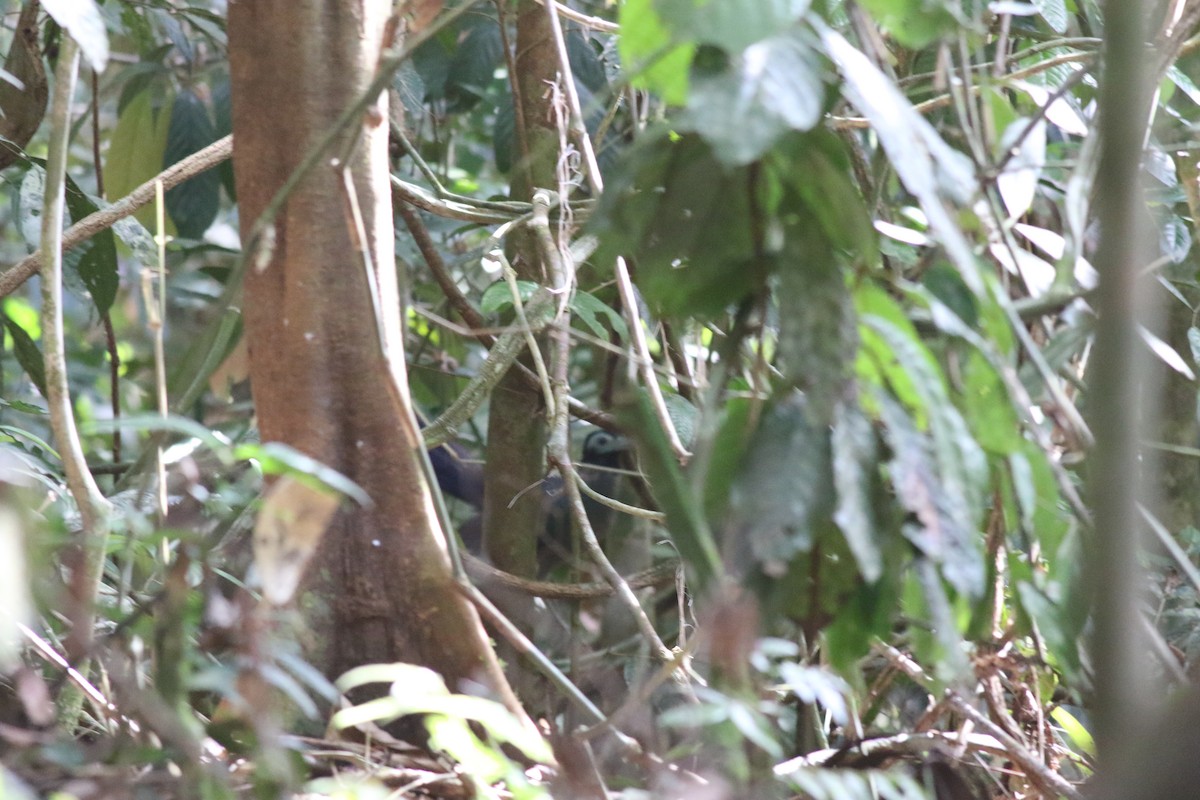 Борнейская воронья кукушка - ML618778712