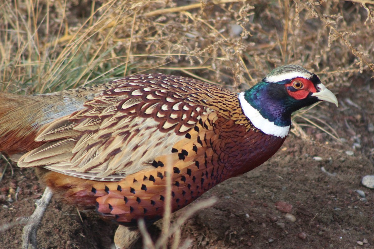 Ring-necked Pheasant - ML618778729