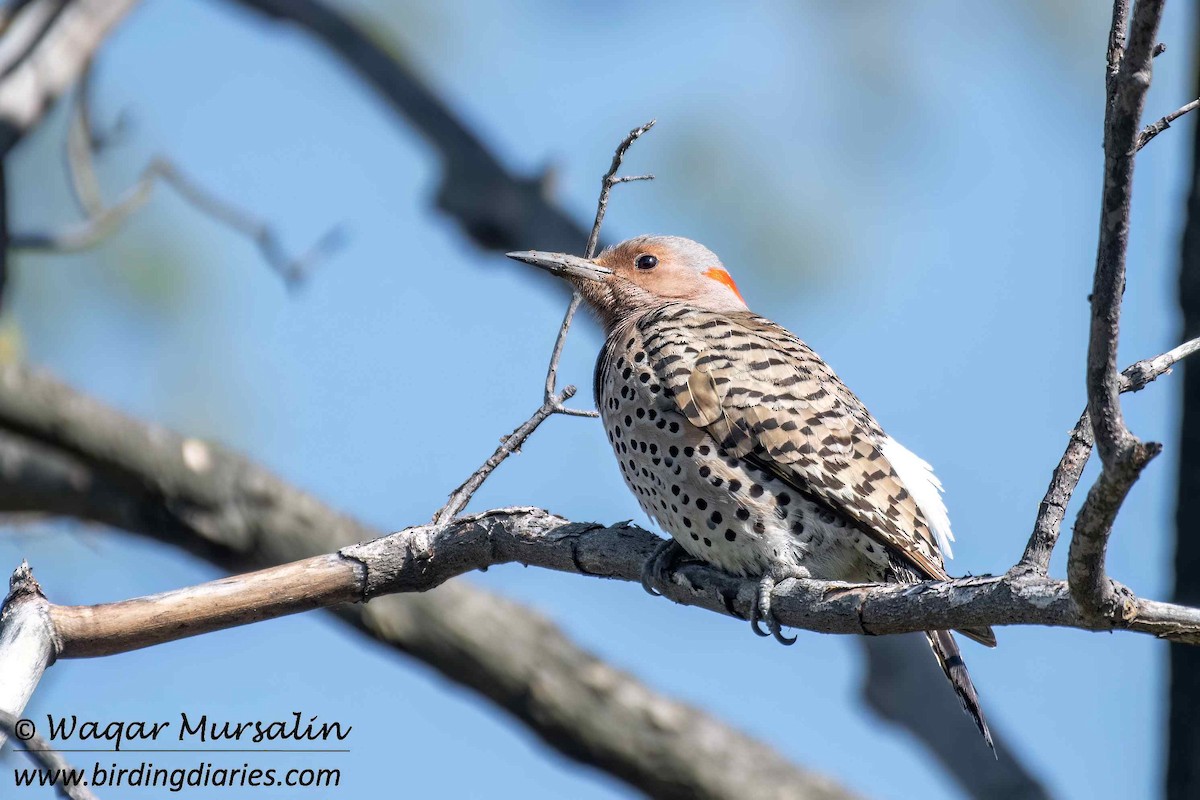 Northern Flicker (Yellow-shafted) - ML618778730