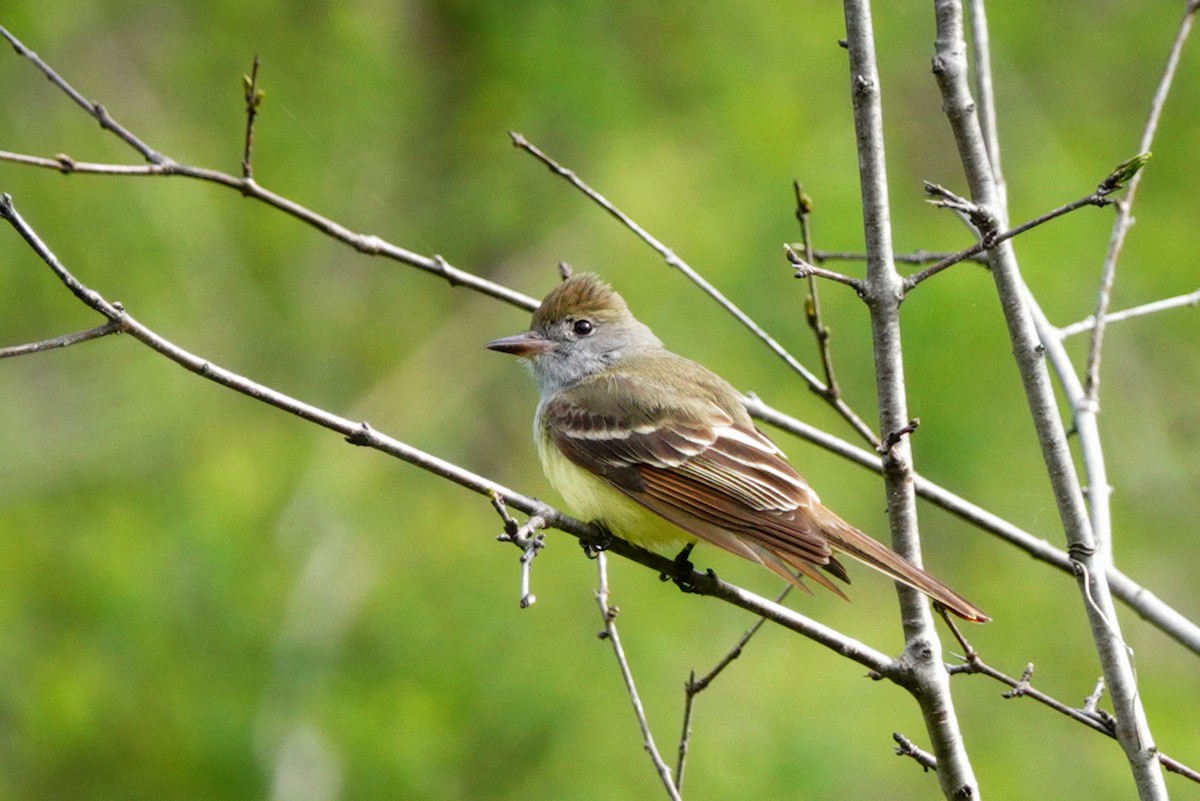 Great Crested Flycatcher - ML618778732