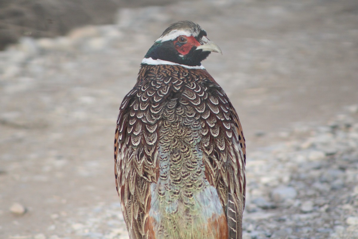 Ring-necked Pheasant - Sean Cozart