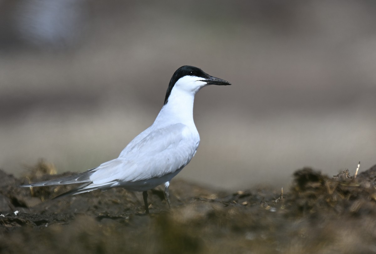 Gull-billed Tern - Manuel Segura Herrero