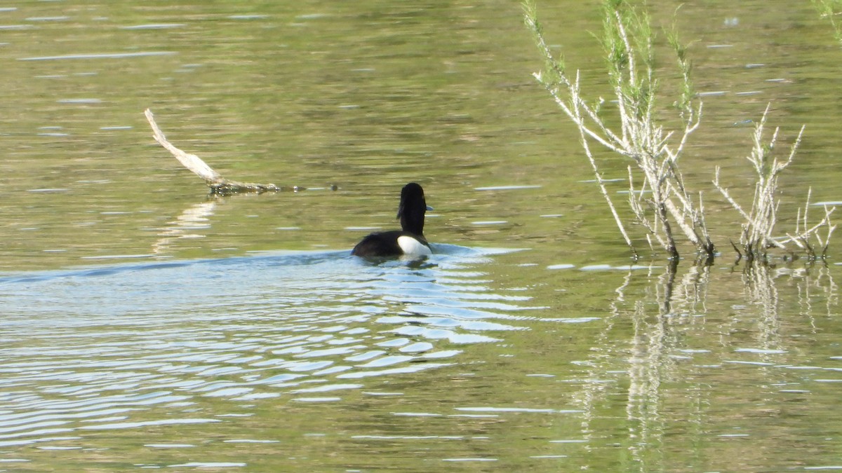 Tufted Duck - ML618778741