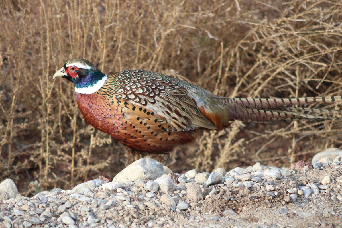 Ring-necked Pheasant - ML618778742