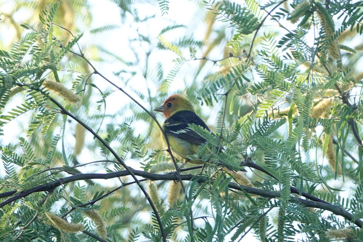 Western Tanager - ML618778748