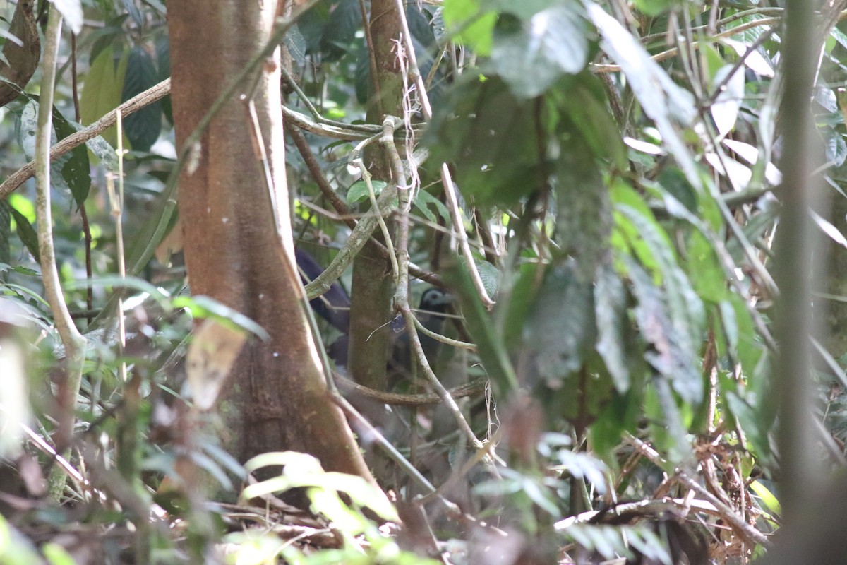 Борнейская воронья кукушка - ML618778749