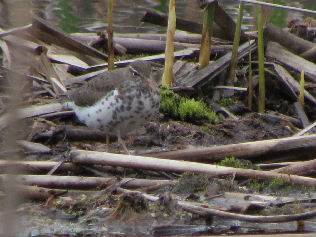 eBird Checklist 10 May 2024 Danby Pond Danby (56 acres) 43 species