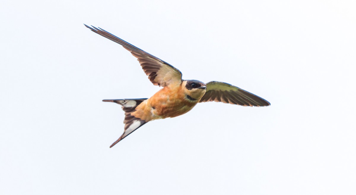 Rufous-chested Swallow - ML618778757
