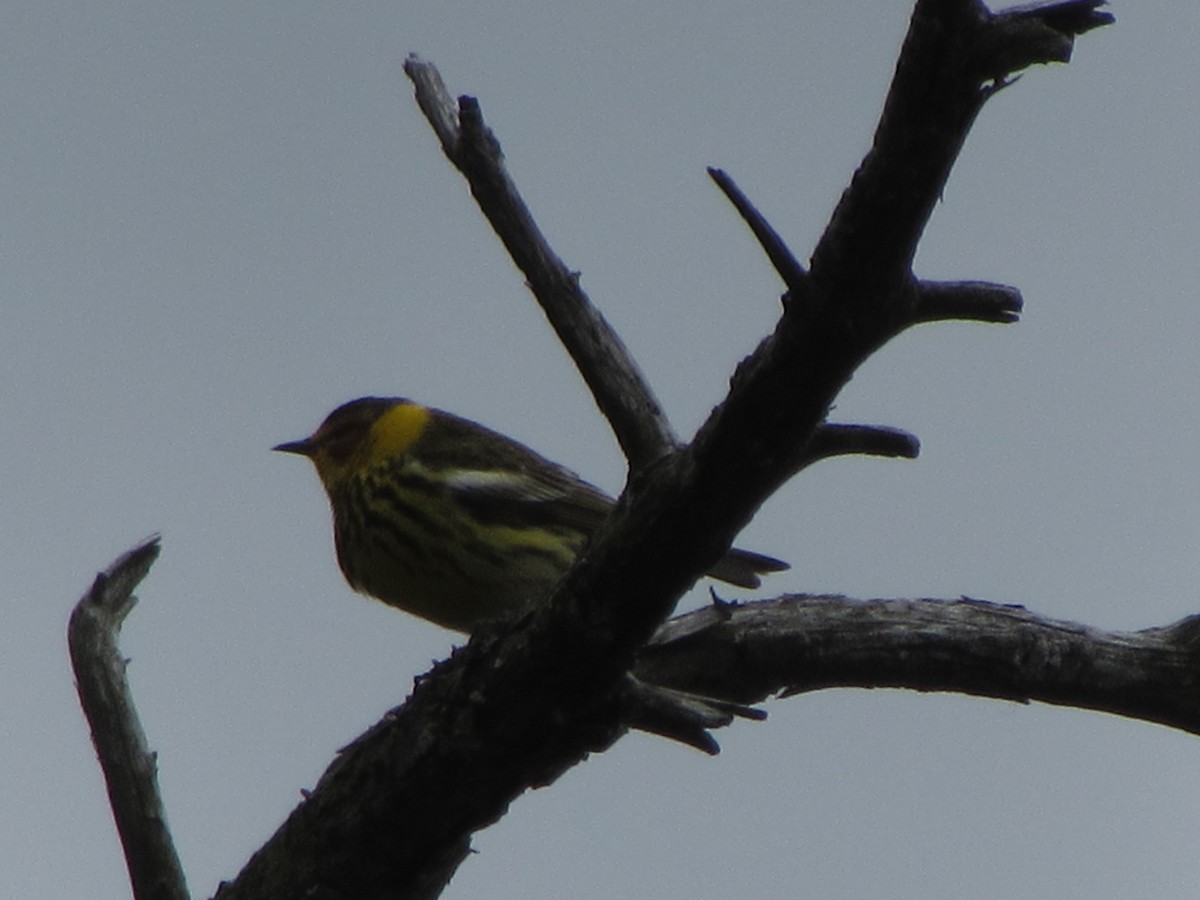 Cape May Warbler - ML618778778
