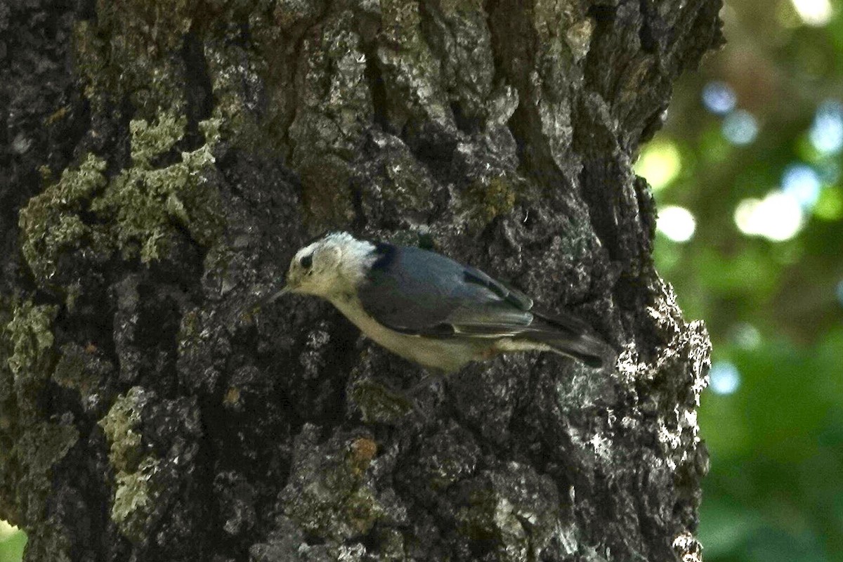 White-breasted Nuthatch - ML618778819