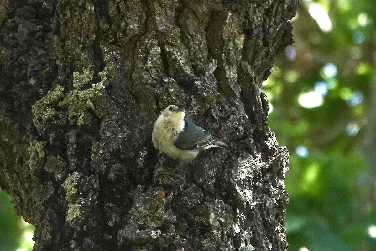 White-breasted Nuthatch - ML618778820