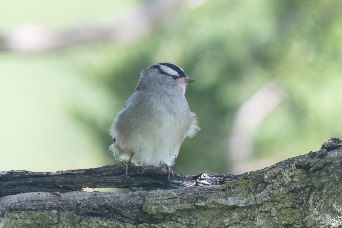 White-crowned Sparrow - ML618778821