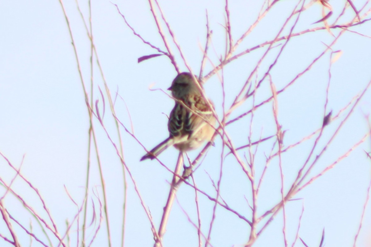 American Tree Sparrow - ML618778827