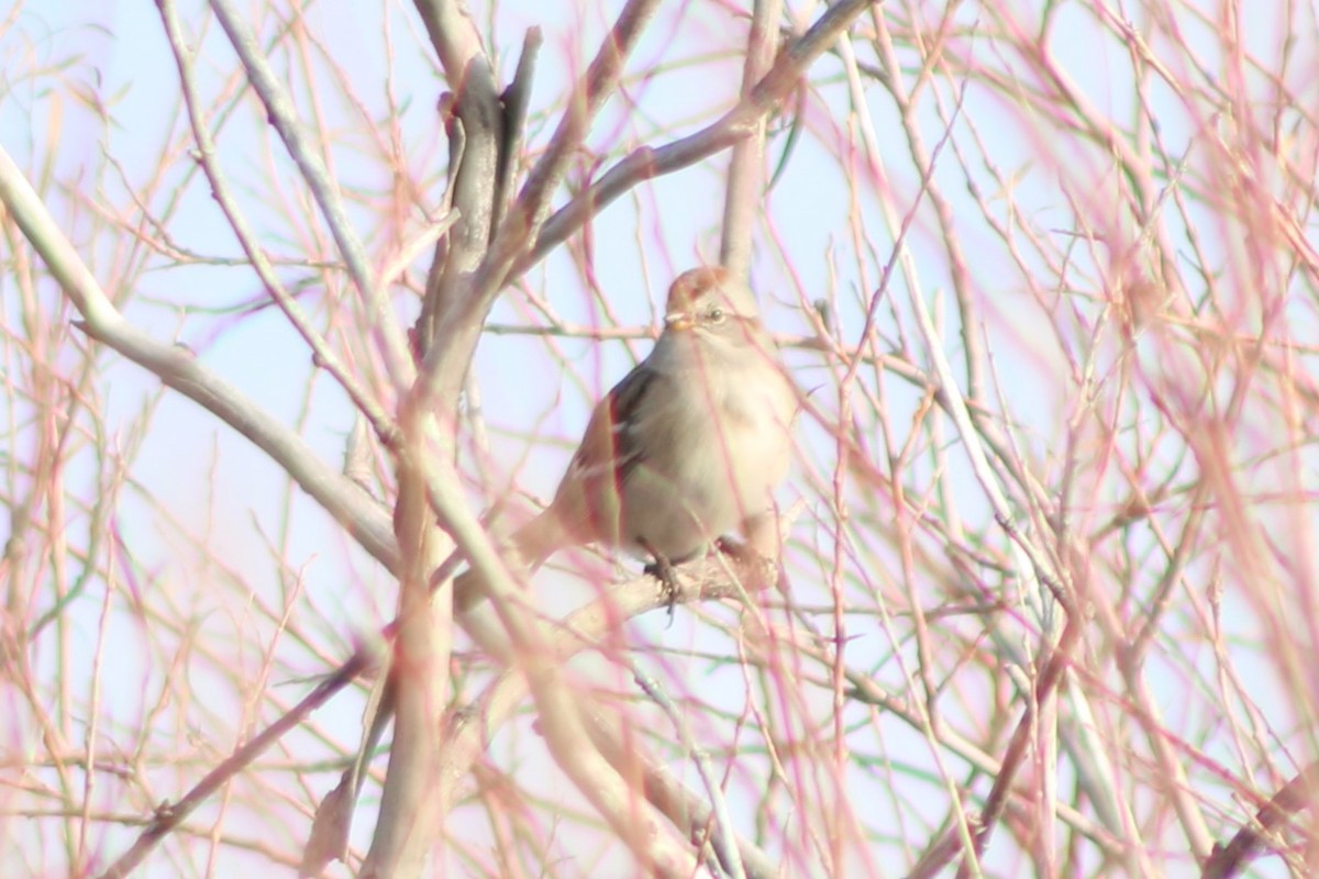 American Tree Sparrow - ML618778828