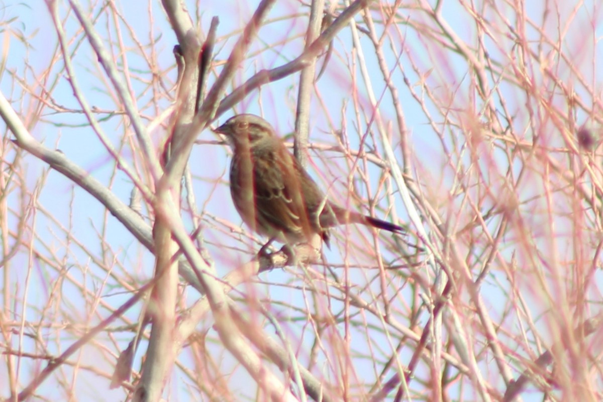 Song Sparrow (montana/merrilli) - ML618778838