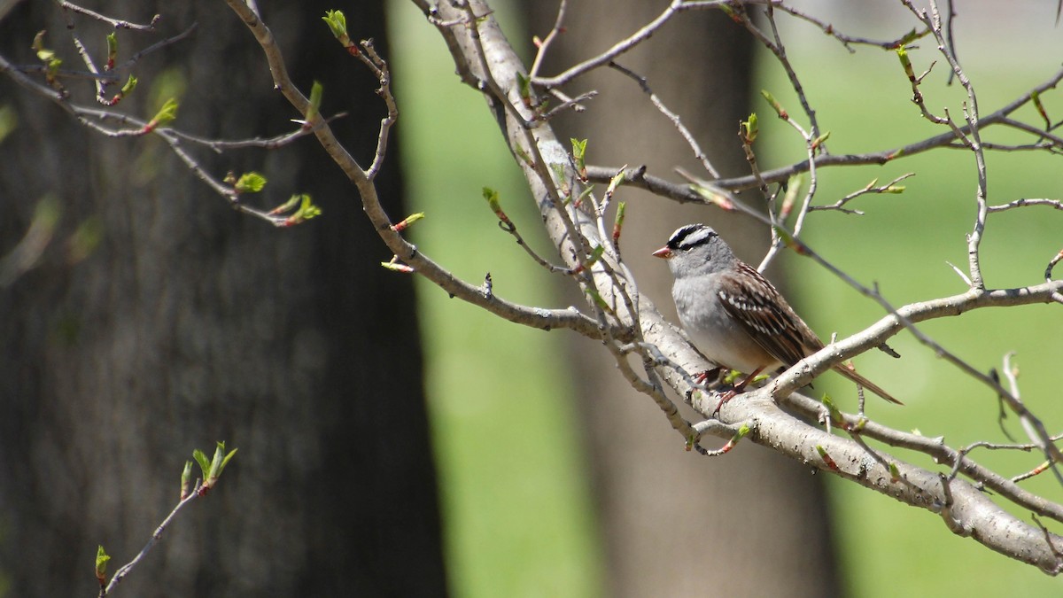 White-crowned Sparrow - ML618778841