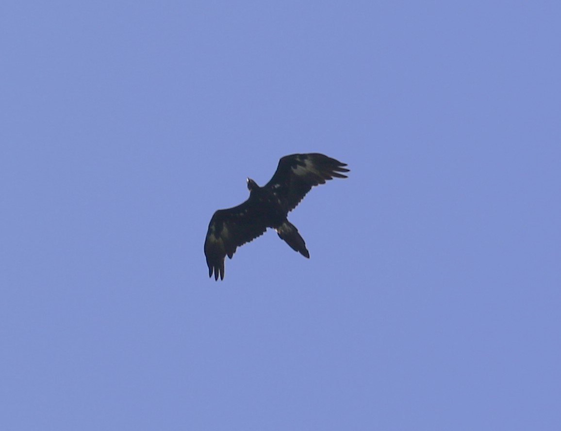 Wedge-tailed Eagle - ML618778843
