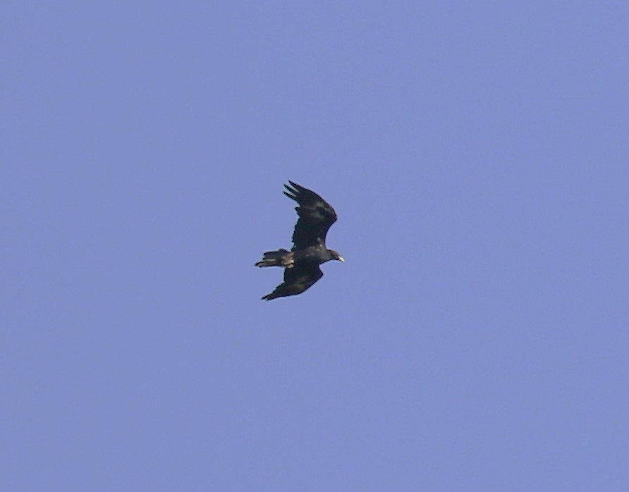 Wedge-tailed Eagle - ML618778844