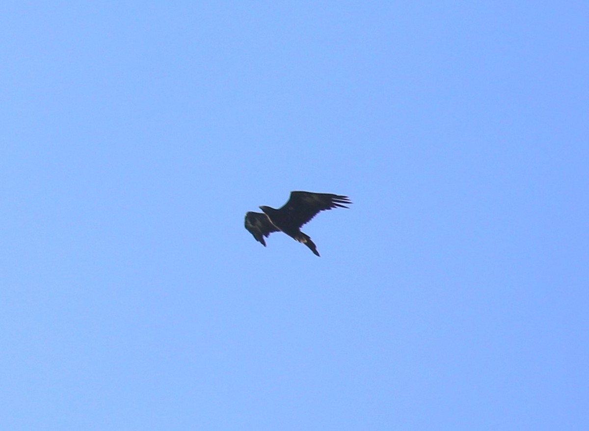 Wedge-tailed Eagle - ML618778845