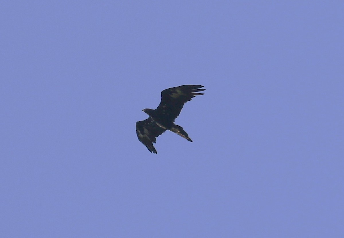 Wedge-tailed Eagle - ML618778846